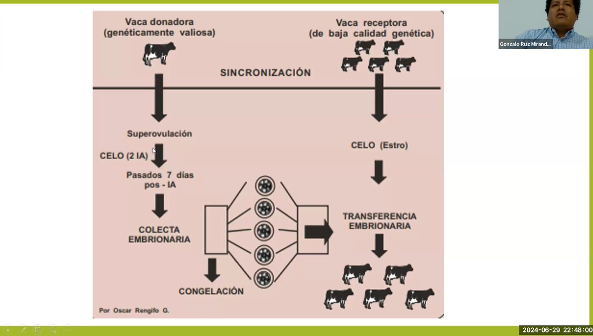  INTRODUCCIÓN A LA TRANSFERENCIA DE EMBRIONES EN GANADO VACUNO 